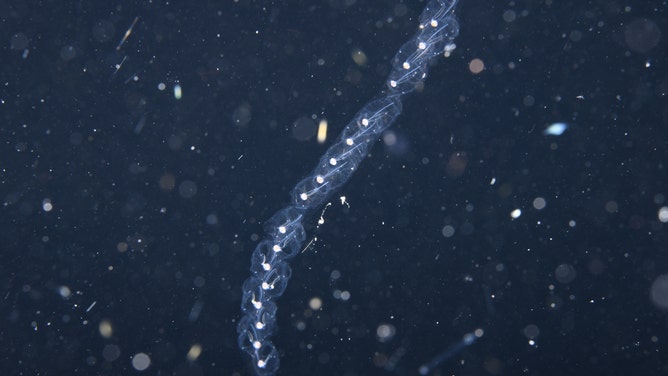 A colony of salps swimming in the ocean off the coast of Kailua-Kona, Hawaii. Salps are gelatinous macroplankton that can operate in colonies interlocked in a chain. 