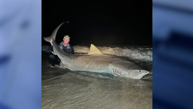 A 12-foot tiger shark was captured and released at Jacksonville Beach over the weekend. (Credit: Owen Prior)