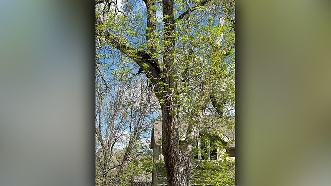 rangers with Colorado Parks and Wildlife tried to use Ozzy Osbourne's dramatic vocals, along with a drone, to coax a sleeping black bear out of a tree in a neighborhood in Golden, near the Colorado School of Mines on Tuesday, May 14, 2024.