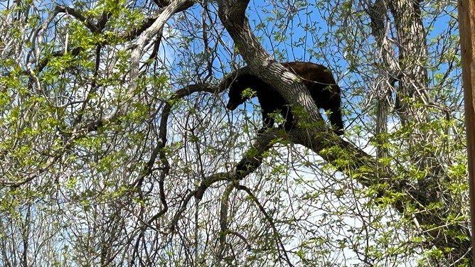 rangers with Colorado Parks and Wildlife tried to use Ozzy Osbourne's dramatic vocals, along with a drone, to coax a sleeping black bear out of a tree in a neighborhood in Golden, near the Colorado School of Mines on Tuesday, May 14, 2024.