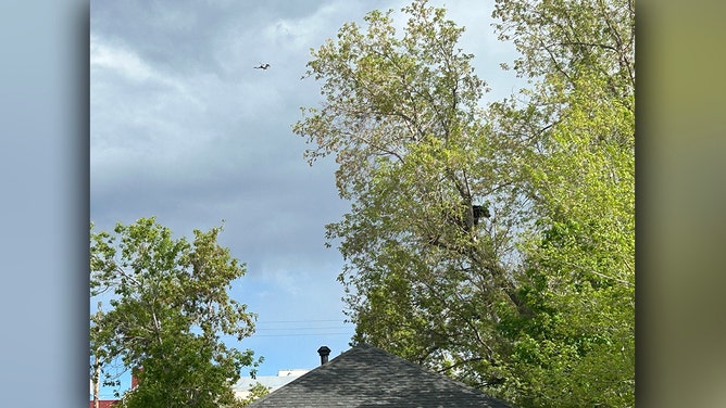 rangers with Colorado Parks and Wildlife tried to use Ozzy Osbourne's dramatic vocals, along with a drone, to coax a sleeping black bear out of a tree in a neighborhood in Golden, near the Colorado School of Mines on Tuesday, May 14, 2024.