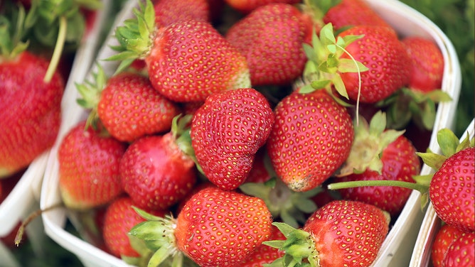 A basket of strawberries is seen on a farm on the first day of strawberry season.