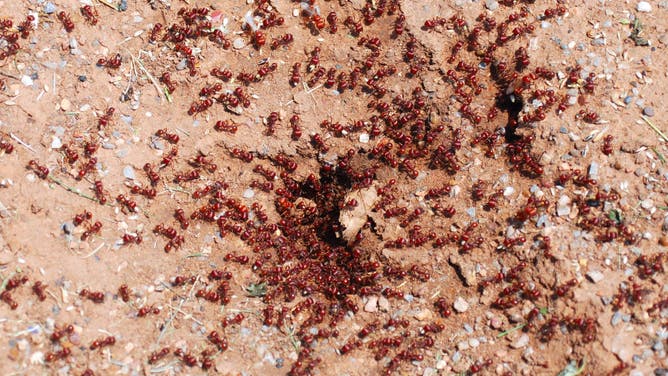 Close up of a pile of red ants