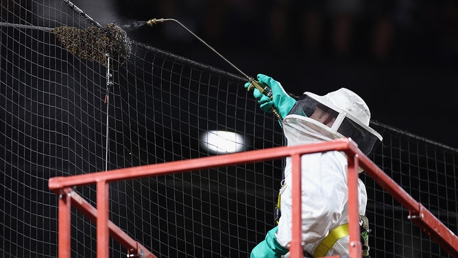 Beekeeper Matt Hilton removes a colony of bees that formed on the net behind home plate during a delay to the MLB game between the Los Angeles Dodgers and the Arizona Diamondbacks at Chase Field on April 30, 2024 in Phoenix, Arizona.