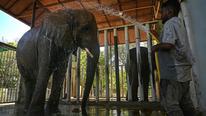 A zookeeper bathes an elephant inside an enclosure during a hot summer day at the Safari Park in Karachi on May 14, 2024.