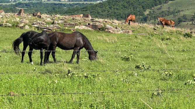 Horses Safe after tornado