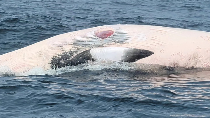 This photo shows a dead minke whale spotted with a white shark bite on May 21, 2024.