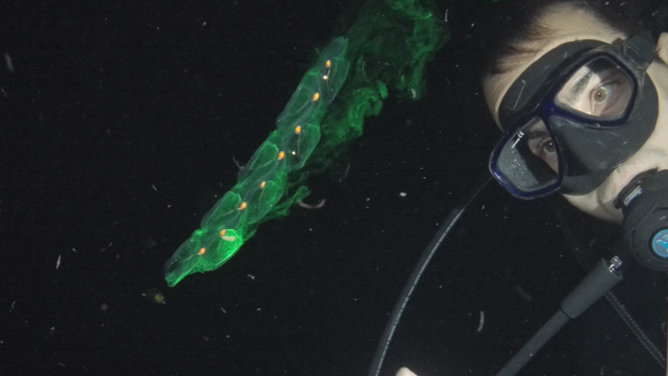 University of Oregon researcher Alejandro Damian-Serrano scuba dives at night off the coast of Kailua-Kona, Hawaii in search of salps, gelatinous macroplankton.