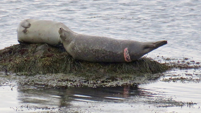 This photo shows a seal off Plymouth, Massachusetts, with a fresh shark bite in April 2024.