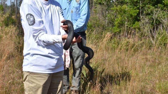 41 young eastern indigo snakes released in Florida