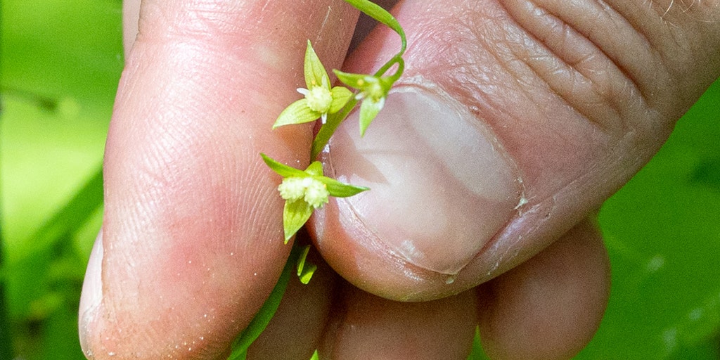 Plant hidden in Vermont for 108 years rediscovered thanks to