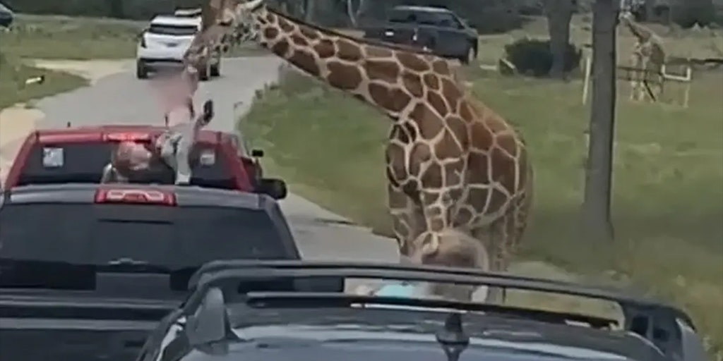 Terrifying video shows giraffe grab toddler offering food on drivethru