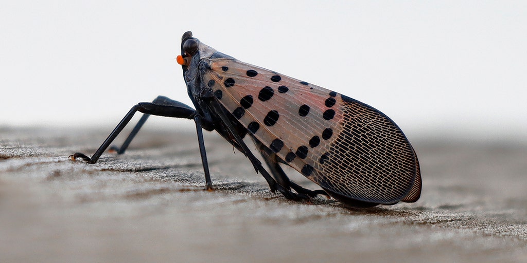 California vineyards on alert after spotted lanternfy eggs found in ...