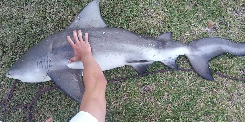 Florida man hooks shark with scoliosis | Fox Weather