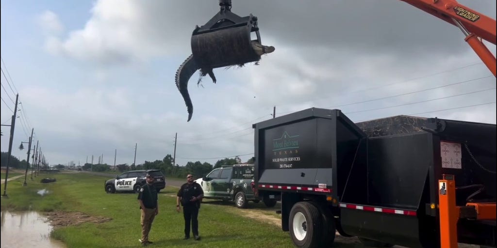 See it: 12-foot alligator hoisted out of ditch in Houston suburb | Fox ...