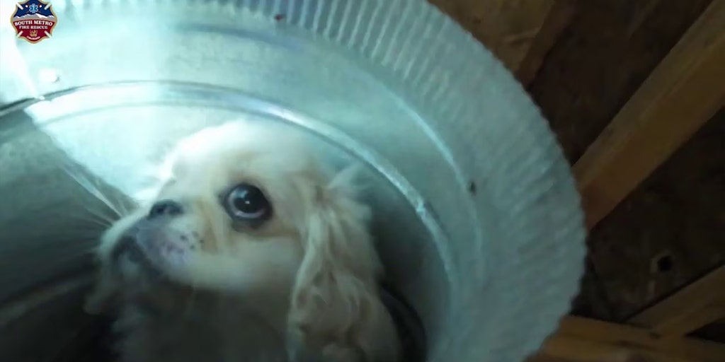 Watch Puppy rescued from Colorado home's ductwork after 4story fall