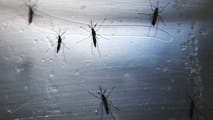 Dengue Fever cases reported in Florida after Hurricane Milton