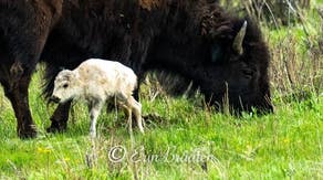 White bison calf born in Yellowstone National Park fulfills Native American prophecy