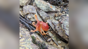 Amazing video: Octopus changes color as it emerges from rock, scrambles toward ocean