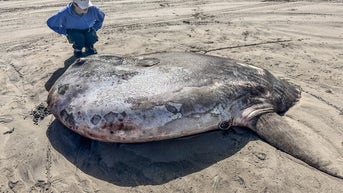 Massive, odd-looking fish washed up on beach, leaving experts stumped