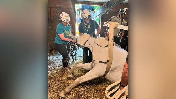 An 8-year-old horse named Valcour experienced an eventful day on Monday as the Lipizzaner gelding fell through the floor of his stall, becoming trapped between levels.