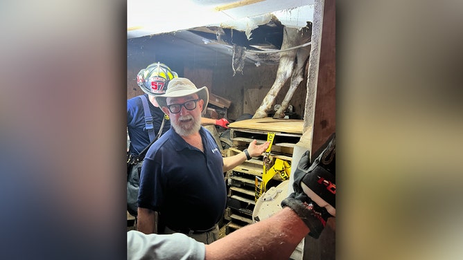 An 8-year-old horse named Valcour experienced an eventful day on Monday as the Lipizzaner gelding fell through the floor of his stall, becoming trapped between levels.