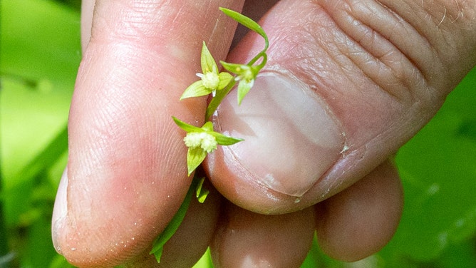 False mermaid-weed is tiny. The flowers are smaller than the head of a pin. But don't let the individual plant's small size fool you. In the right habitat, false mermaid-weed can form a thick ground cover from early spring until the ferns come up and shade it out in late May and early June.