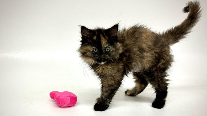 Cinder went in for a spay surgery and surprised everyone by not having a uterus nor ovaries, but did have testicles.