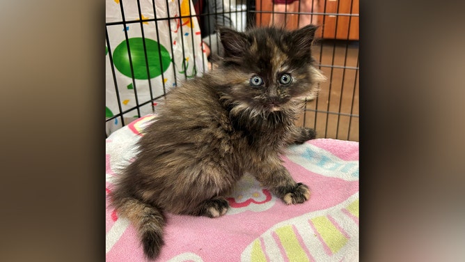 Cinder is seen on May 4 at the Humane Society of Central Oregon's Kitten Shower.