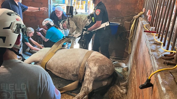 An 8-year-old horse named Valcour experienced an eventful day on Monday as the Lipizzaner gelding fell through the floor of his stall, becoming trapped between levels.