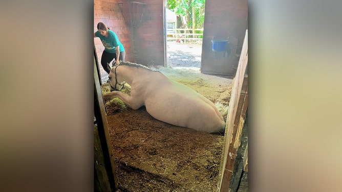 An 8-year-old horse named Valcour experienced an eventful day on Monday as the Lipizzaner gelding fell through the floor of his stall, becoming trapped between levels.