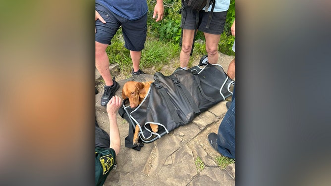 A dangerous mountaintop rescue was required for a dog in Connecticut after it was bitten by a venomous copperhead snake at Sleeping Giant State Park in Hamden on Wednesday.