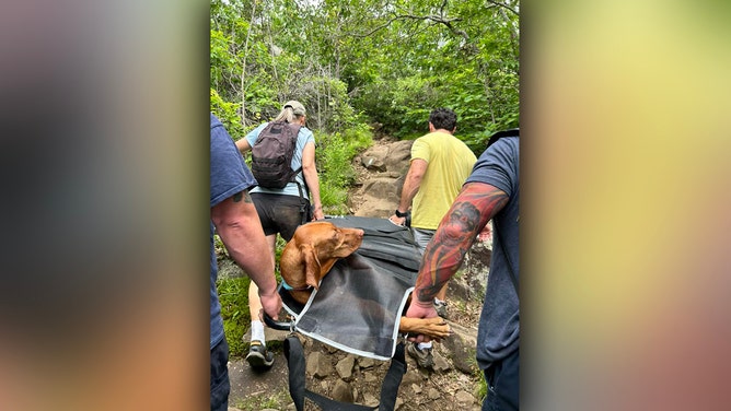 A dangerous mountaintop rescue was required for a dog in Connecticut after it was bitten by a venomous copperhead snake at Sleeping Giant State Park in Hamden on Wednesday.