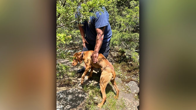 A dangerous mountaintop rescue was required for a dog in Connecticut after it was bitten by a venomous copperhead snake at Sleeping Giant State Park in Hamden on Wednesday.
