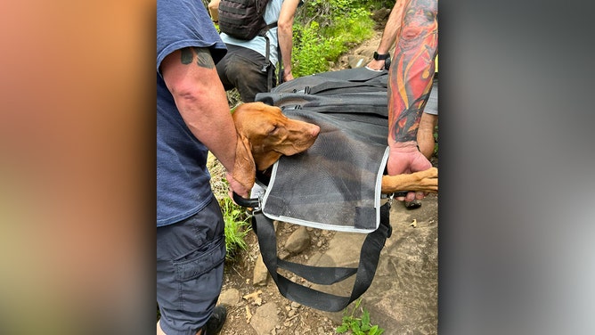 A dangerous mountaintop rescue was required for a dog in Connecticut after it was bitten by a venomous copperhead snake at Sleeping Giant State Park in Hamden on Wednesday.
