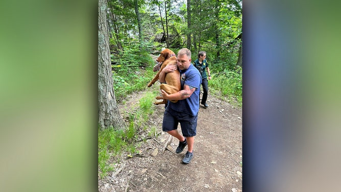 A dangerous mountaintop rescue was required for a dog in Connecticut after it was bitten by a venomous copperhead snake at Sleeping Giant State Park in Hamden on Wednesday.