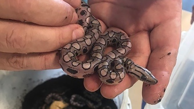 Staff and students were stunned to discover that our six-foot Brazilian Rainbow Boa snake Ronaldo had given birth to 14 babies.