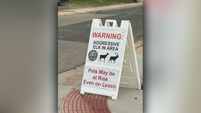 Signs warning of aggressive cow elk have been placed in Estes Park.