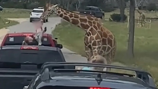 Dramatic footage captured on a safari ride in Texas shows the moment a giraffe grabbed a young girl who was offering it food on Saturday, June 1, 2024.