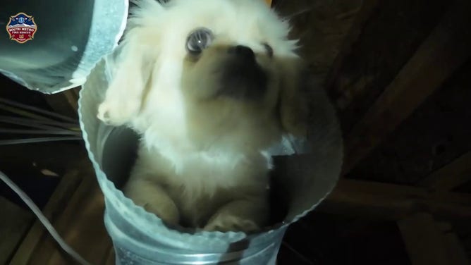 Archie Bean, a 12-week-old Pekinese puppy, was rescued from falling through an open floor vent on the third floor of a townhome near Centennial, Colorado, after being stranded for over three hours.