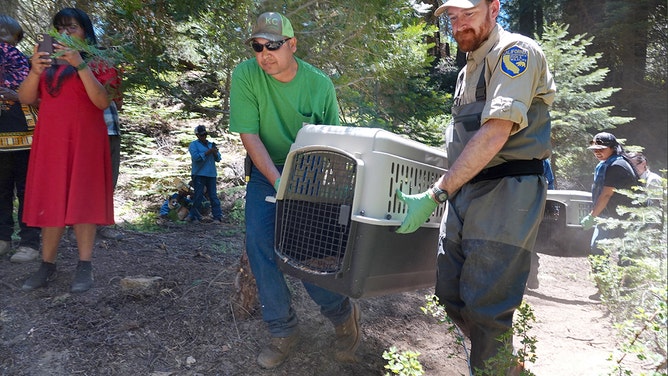 After years of work by the Tule River Tribe, a family of seven beavers has been released into the South Fork Tule River watershed on the Tule River Indian Reservation as part of a multi-year beaver reintroduction effort done in partnership with the California Department of Fish and Wildlife (CDFW).
