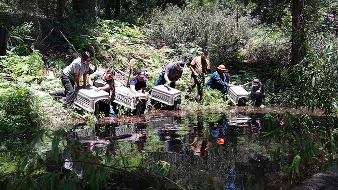 After years of work by the Tule River Tribe, a family of seven beavers has been released into the South Fork Tule River watershed on the Tule River Indian Reservation as part of a multi-year beaver reintroduction effort done in partnership with the California Department of Fish and Wildlife (CDFW).