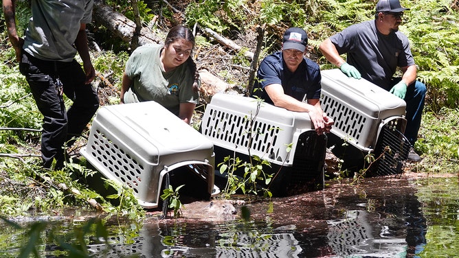 After years of work by the Tule River Tribe, a family of seven beavers has been released into the South Fork Tule River watershed on the Tule River Indian Reservation as part of a multi-year beaver reintroduction effort done in partnership with the California Department of Fish and Wildlife (CDFW).