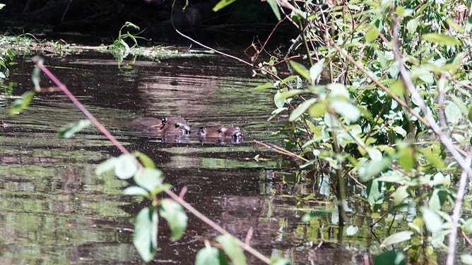 After years of work by the Tule River Tribe, a family of seven beavers has been released into the South Fork Tule River watershed on the Tule River Indian Reservation as part of a multi-year beaver reintroduction effort done in partnership with the California Department of Fish and Wildlife (CDFW).