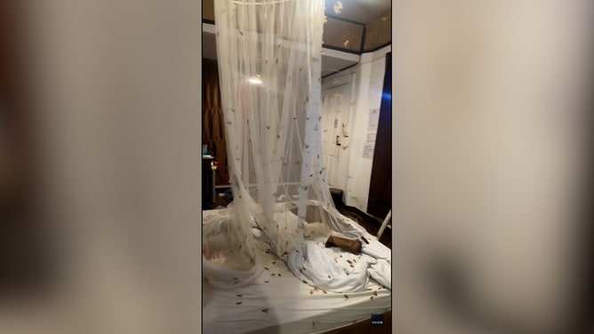 Two British tourists in Thailand were aghast when they accidentally let a flood of hundreds of moths into their hotel room, footage from late May shows.