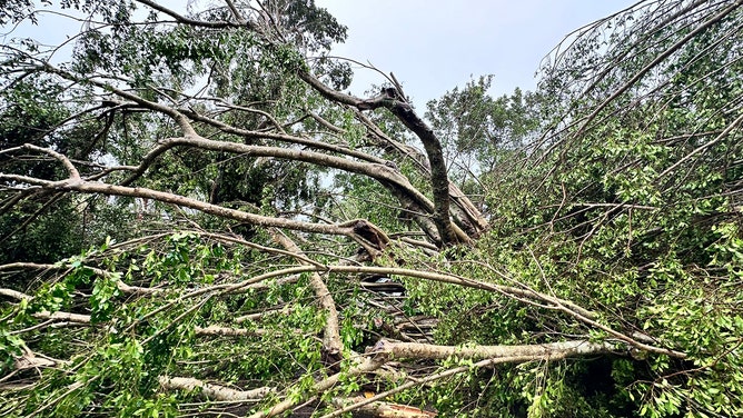 Portions of Jupiter Island were inaccessible after trees were knocked down by a possible tornado. Martin County Fire Rescue said it was working to clear the affected roads.