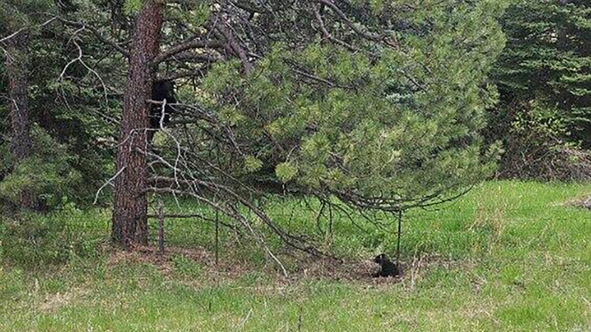 Colorado wildlife officers swiftly rescued a bear cub trapped in wire fencing in Evergreen on Saturday, June 1, with the mother bear nearby