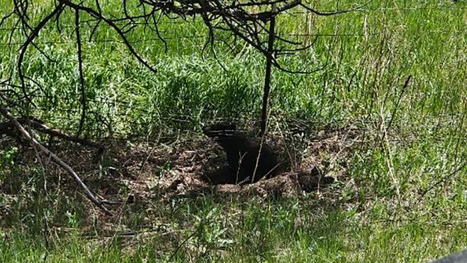 Colorado wildlife officers swiftly rescued a bear cub trapped in wire fencing in Evergreen on Saturday, June 1, with the mother bear nearby