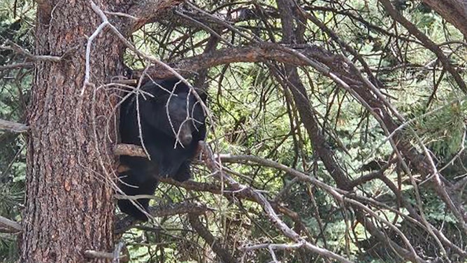 Colorado wildlife officers swiftly rescued a bear cub trapped in wire fencing in Evergreen on Saturday, June 1, with the mother bear nearby