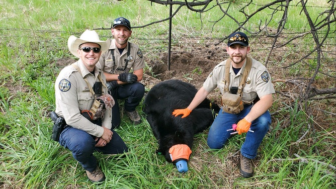 Colorado wildlife officers swiftly rescued a bear cub trapped in wire fencing in Evergreen on Saturday, June 1, with the mother bear nearby